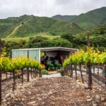 Photo 57 for Boekenoogen Santa Lucia Highlands Vineyard