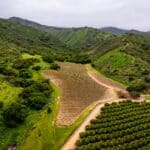Photo 81 for Boekenoogen Santa Lucia Highlands Vineyard