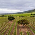 Photo 82 for Boekenoogen Santa Lucia Highlands Vineyard