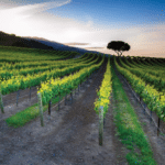 Photo 5 for Boekenoogen Santa Lucia Highlands Vineyard