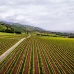 Photo 83 for Boekenoogen Santa Lucia Highlands Vineyard