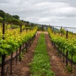 Photo 84 for Boekenoogen Santa Lucia Highlands Vineyard