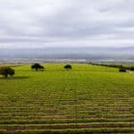 Photo 14 for Boekenoogen Santa Lucia Highlands Vineyard