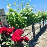 Photo 15 for Boekenoogen Santa Lucia Highlands Vineyard