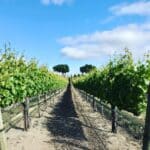 Photo 16 for Boekenoogen Santa Lucia Highlands Vineyard