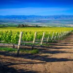 Photo 17 for Boekenoogen Santa Lucia Highlands Vineyard