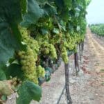 Photo 20 for Boekenoogen Santa Lucia Highlands Vineyard