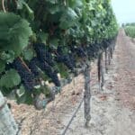 Photo 21 for Boekenoogen Santa Lucia Highlands Vineyard