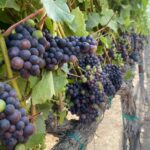 Photo 22 for Boekenoogen Santa Lucia Highlands Vineyard