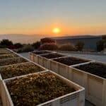 Photo 23 for Boekenoogen Santa Lucia Highlands Vineyard