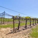 Photo 62 for Granite Ridge Vineyard & Estate
