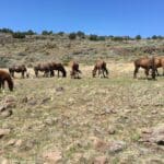Photo 14 for Virginia City Highlands: Lakeview Ranch