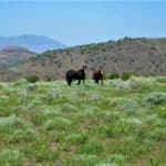 Photo 13 for Virginia City Highlands: Lakeview Ranch