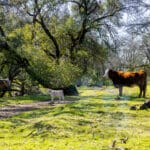 Photo 3 for Morales Ranch