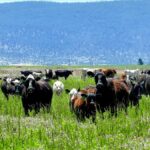 Photo 10 for Pit River Cattle Ranch