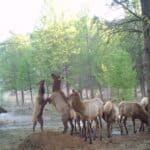 Photo 4 for Elk Meadow Ranch