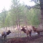Photo 50 for Elk Meadow Ranch