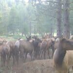 Photo 6 for Elk Meadow Ranch