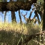 Photo 7 for Lake Sonoma Ranch & Workshop