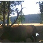 Photo 12 for Elk Meadow Ranch