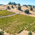 Photo 40 for Henry's Vineyard