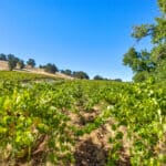 Photo 3 for Henry's Vineyard