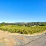 Photo 23 for Henry's Vineyard