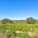 Photo 19 for Henry's Vineyard