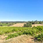 Photo 10 for Henry's Vineyard