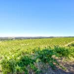 Photo 5 for Henry's Vineyard