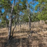 Photo 20 for Ragland Gulch Acreage