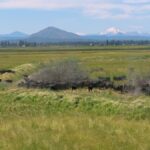 Photo 52 for 5 Springs Cattle and Hay Ranch