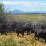 Photo 51 for 5 Springs Cattle and Hay Ranch