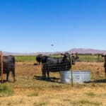 Photo 44 for Heller Ranch