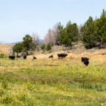 Photo 9 for Clark's Valley Ranch