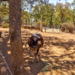Photo 71 for Falstaff Ranch