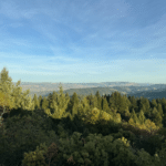 Photo 3 for Redwood 1