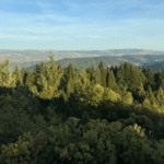 Photo 1 for Redwood 1