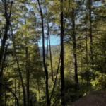 Photo 4 for Redwood 1