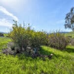 Photo 6 for Historic O'Connor Ranch