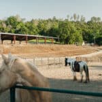 Photo 11 for Silver Ridge Stables