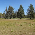 Photo 10 for Scarface Acreage