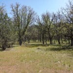 Photo 12 for Scarface Acreage