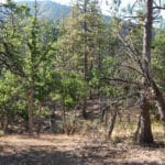 Photo 21 for East Road Ragland Gulch Acreage