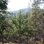 Photo 22 for East Road Ragland Gulch Acreage