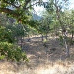 Photo 23 for East Road Ragland Gulch Acreage