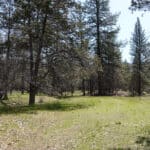 Photo 17 for Scarface Acreage