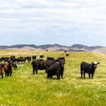 Photo 23 for Pritchard Sumner Ranch