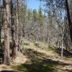 Photo 32 for East Road Ragland Gulch Acreage