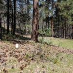 Photo 33 for East Road Ragland Gulch Acreage